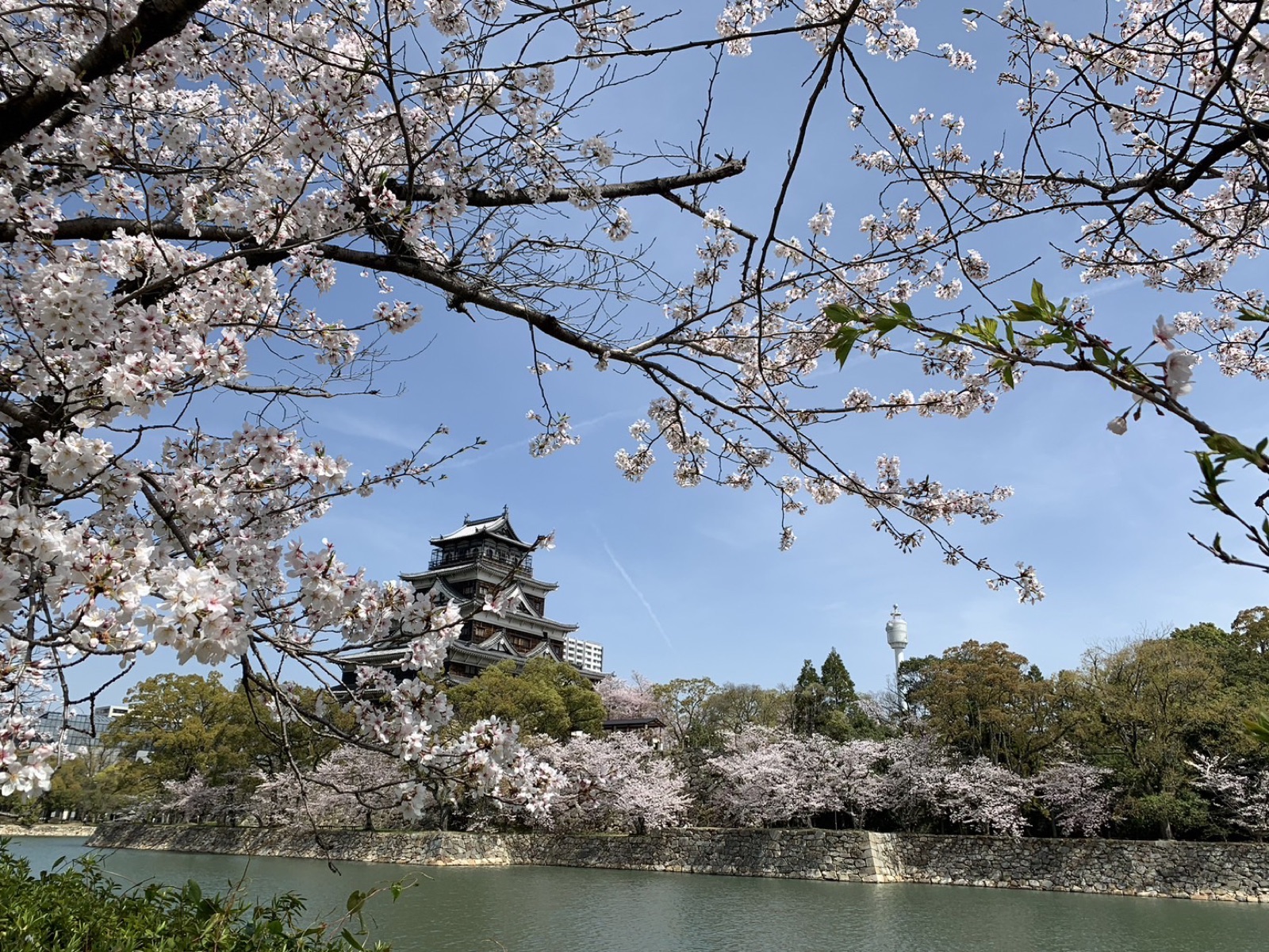 Hiroshima Castle tower framed by cherry blossoms