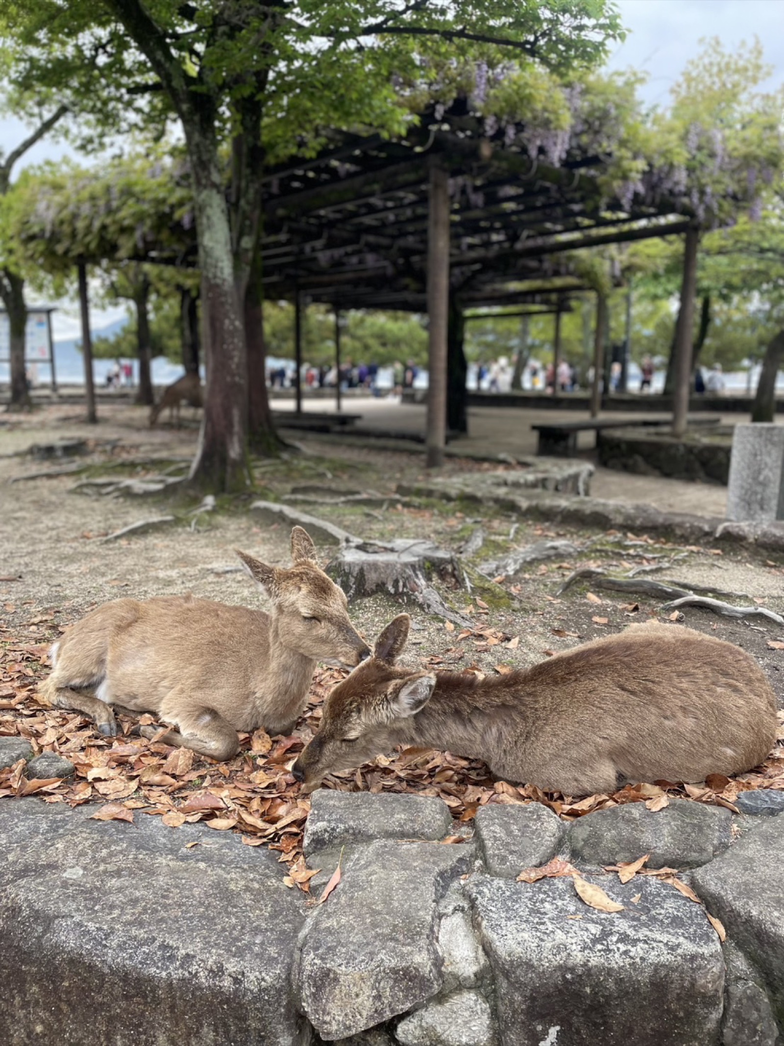 Is Hiroshima Worth Visiting in Summer?